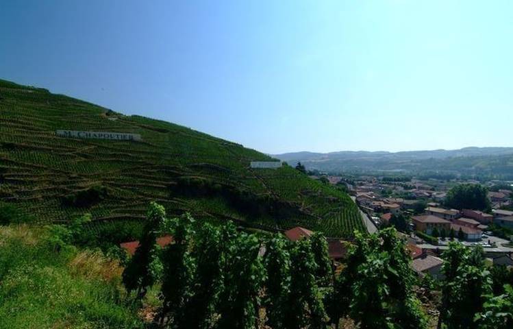 Photo of Vineyard path