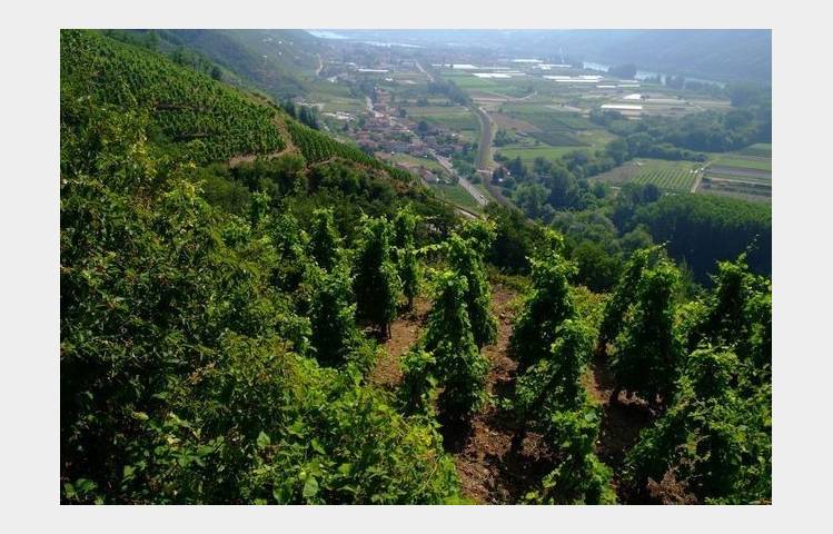 image de Vineyard path in Ampuis