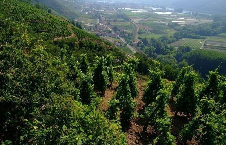Photo of Vineyard path