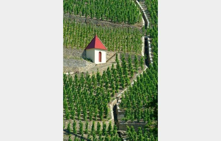 image de Vineyard path in Ampuis