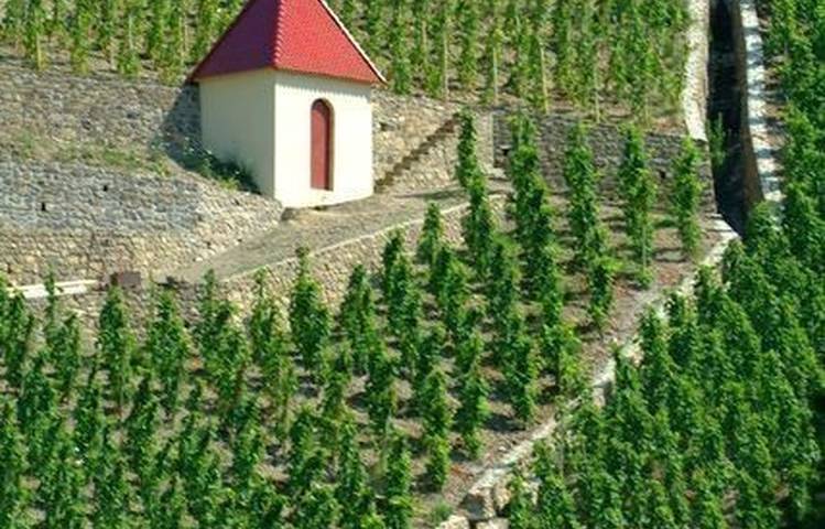 Photo of Vineyard path