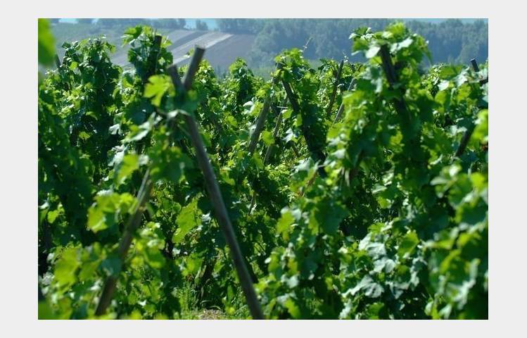 image de Vineyard path in Ampuis