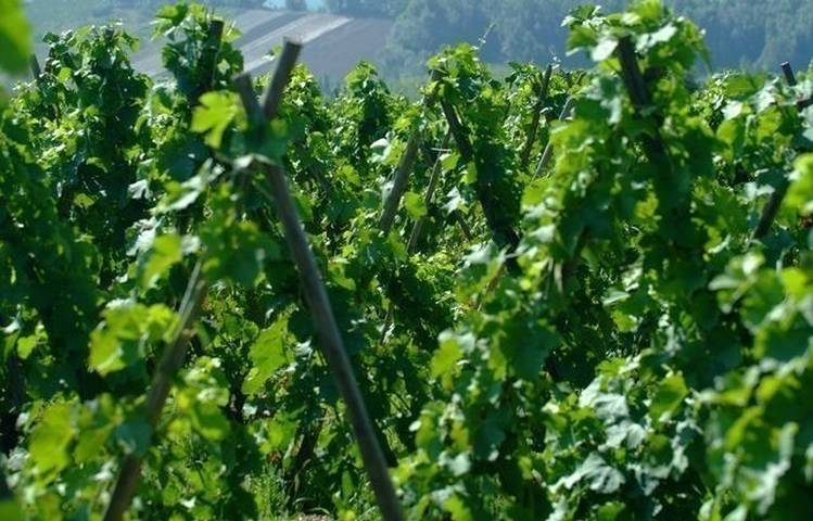 Photo of Vineyard path