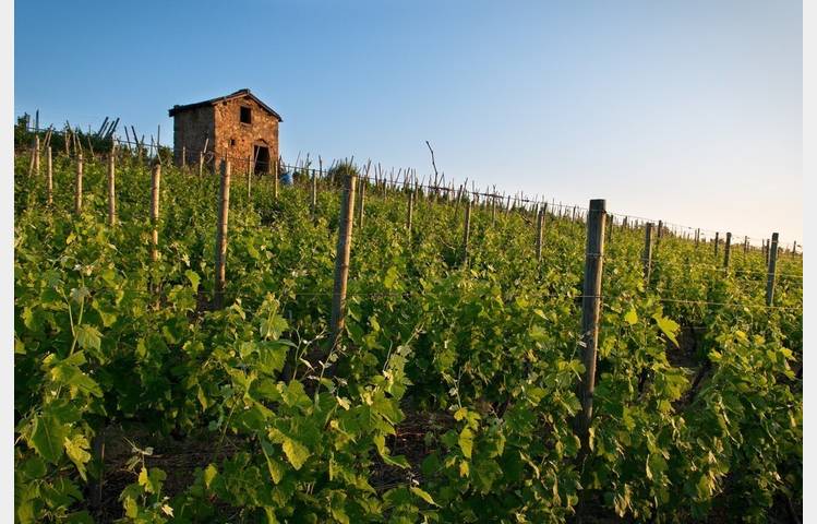 image de Vineyard path in Ampuis