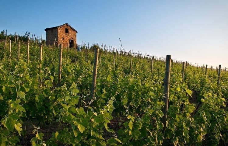 Photo of Vineyard path