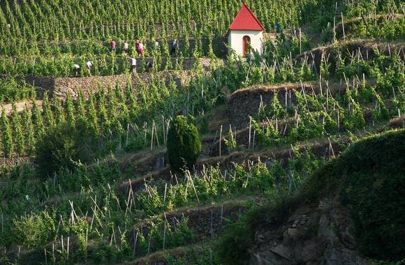 Vineyard path in Ampuis