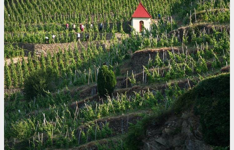 image de Vineyard path in Ampuis