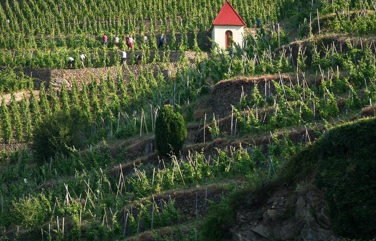 Photo of Vineyard path