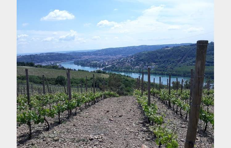 image de Vineyard path in Ampuis