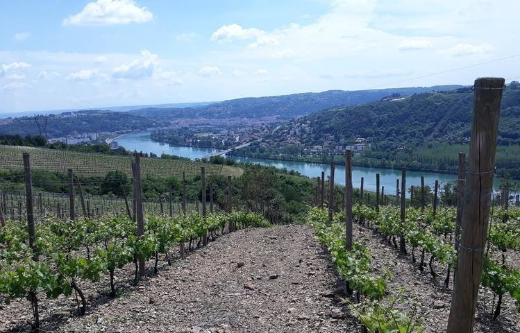 Photo of Vineyard path
