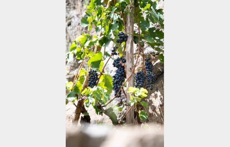 image de Sentier des Grand(e)s Cru(e)s