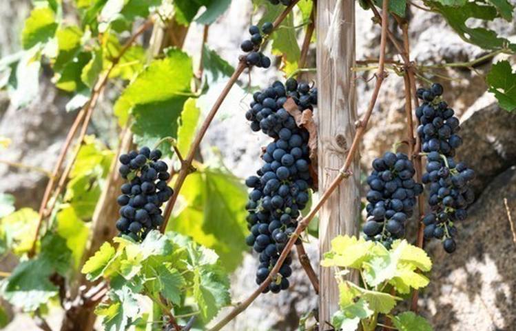 Photo of Sentier des Grand(e)s Cru(e)s