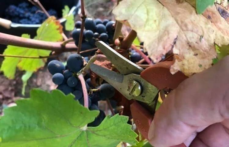 Photo of Domaine Lionel Brenier