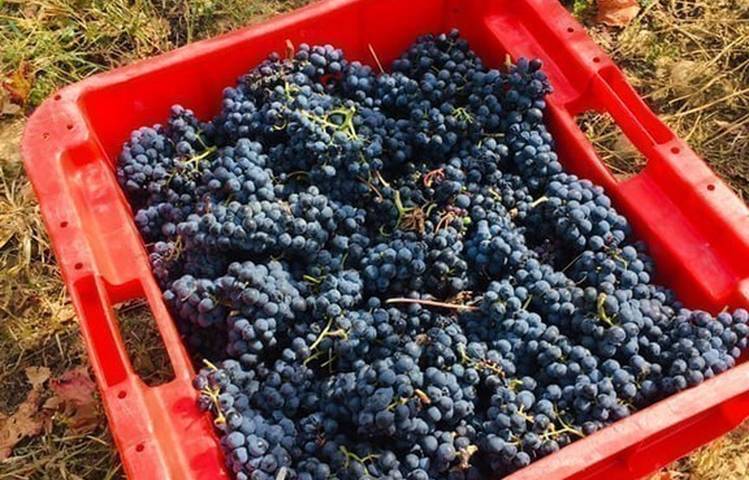 Photo of Domaine Lionel Brenier