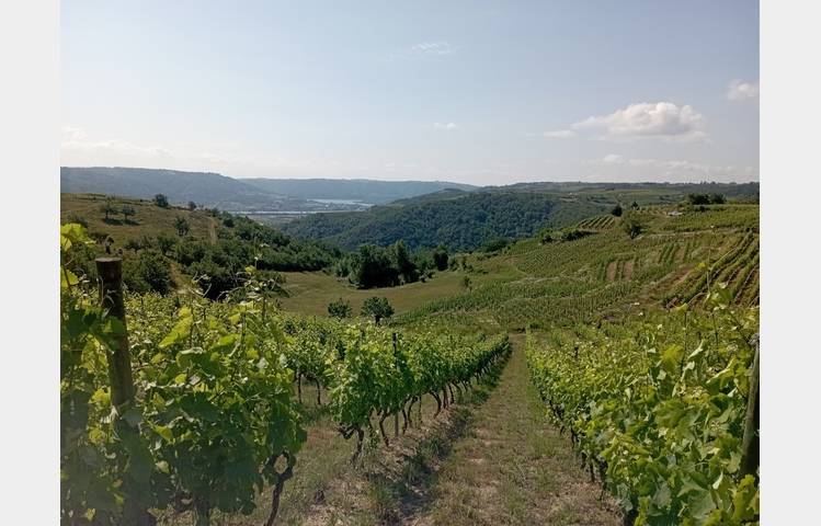 image de Domaine DUCLOT
