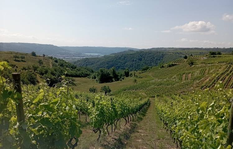 Photo of Domaine DUCLOT