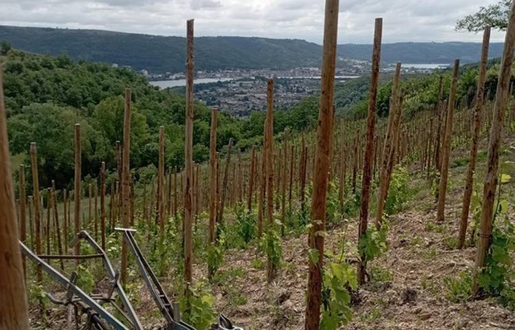 Photo of Domaine DUCLOT