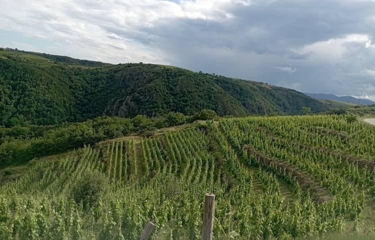Photo of Domaine DUCLOT