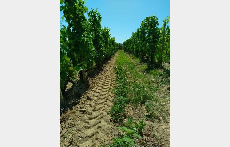 image de Domaine DUCLOT