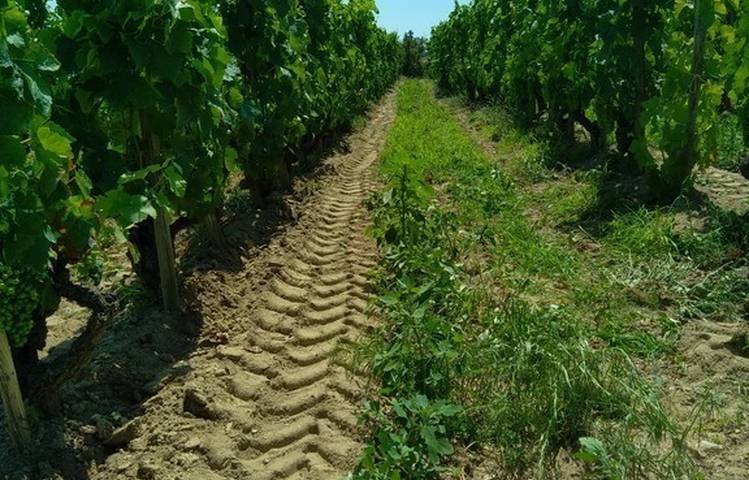 Photo of Domaine DUCLOT