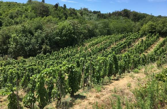 Domaine des Bardes