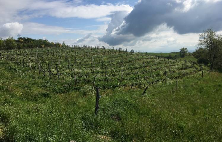 Photo of Le domaine des Bardes