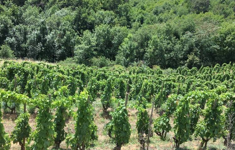 Photo of Le domaine des Bardes