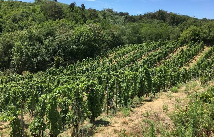 Photo of Le domaine des Bardes