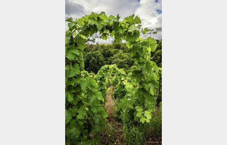 image de Le domaine des Bardes