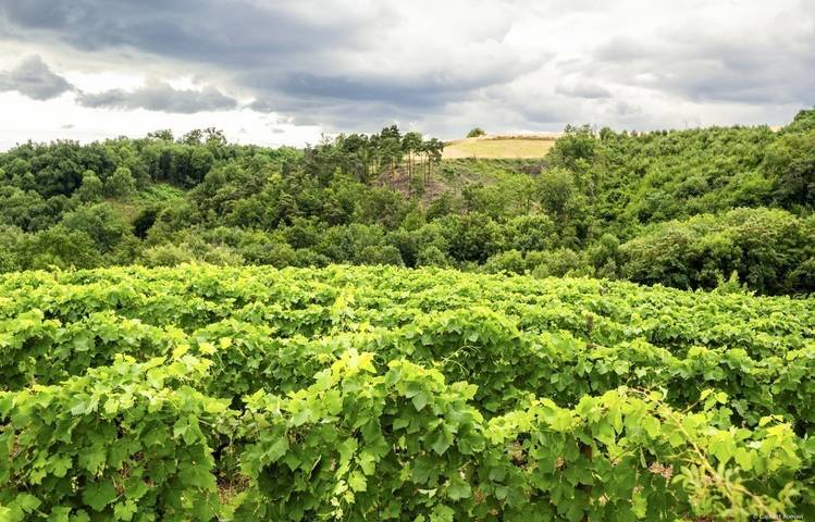 Photo of Le domaine des Bardes
