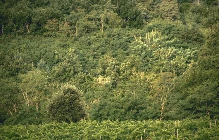 Photo of Le domaine des Bardes
