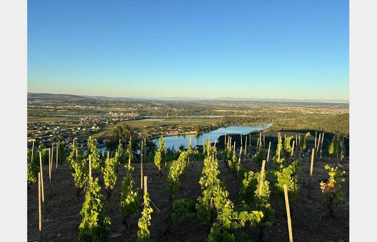 image de Sunset drinks in the vineyards  - Domaines d'Aniello et Vallet