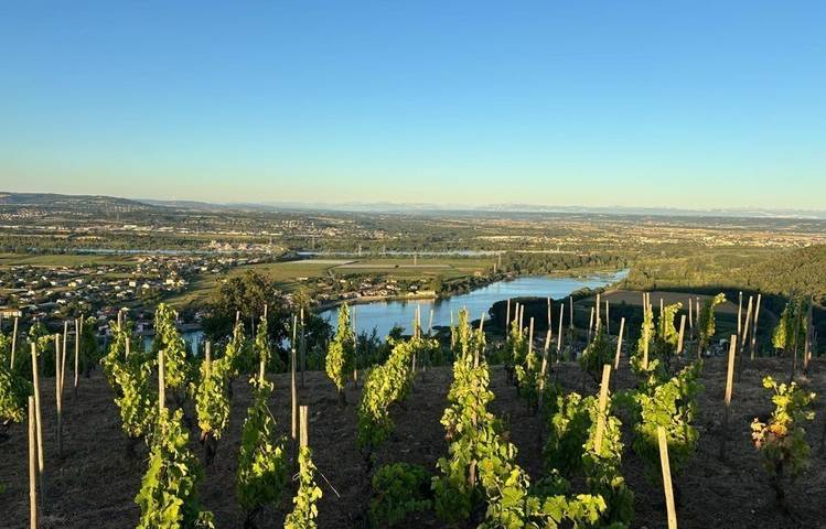 Photo of Sunset dans les vignes - Domaines d'Aniello et Vallet