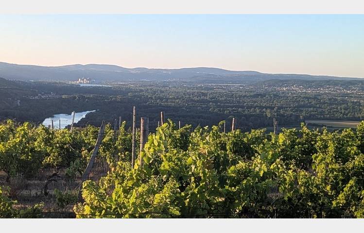 image de Sunset drinks in the vineyards  - Domaines d'Aniello et Vallet
