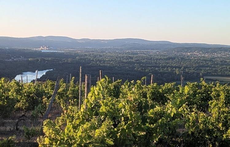 Photo of Sunset dans les vignes - Domaines d'Aniello et Vallet