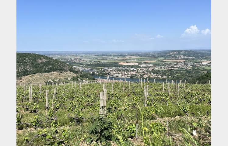image de Visite, degustation vin et fromage