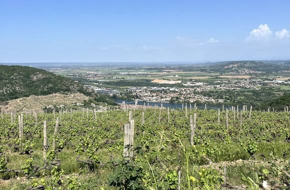 Randonnée gastronomique à travers les vignes