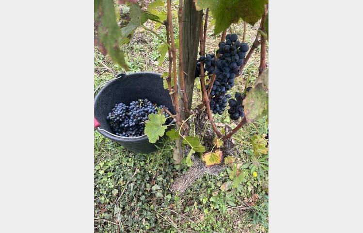 image de Randonnée gastronomique à travers les vignes