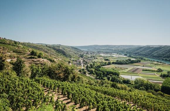 Visite guidée : Autres regards sur le vignoble