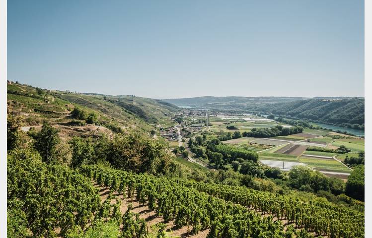image de Visite guidée : Autres regards sur le vignoble
