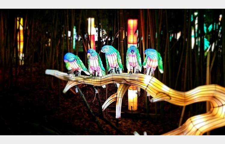 image de Banquet insolite au Safari de Peaugres
