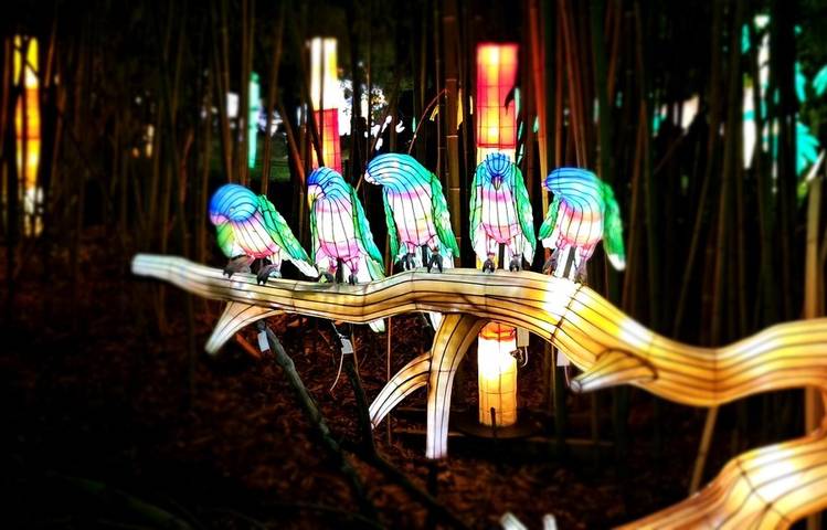 Photo of An unusual banquet at the Peaugres Safari Park