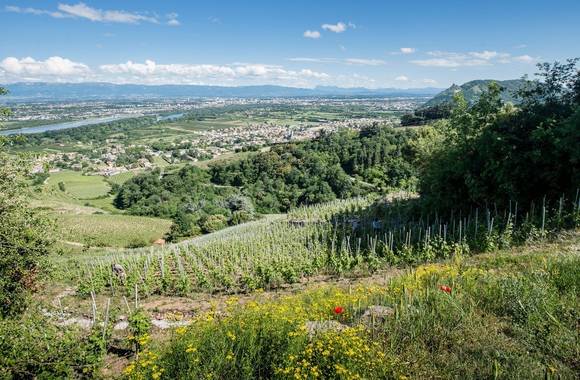 Le vignoble de Cornas