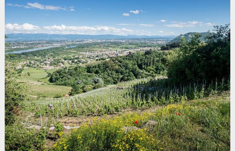 image de The Cornas vineyard