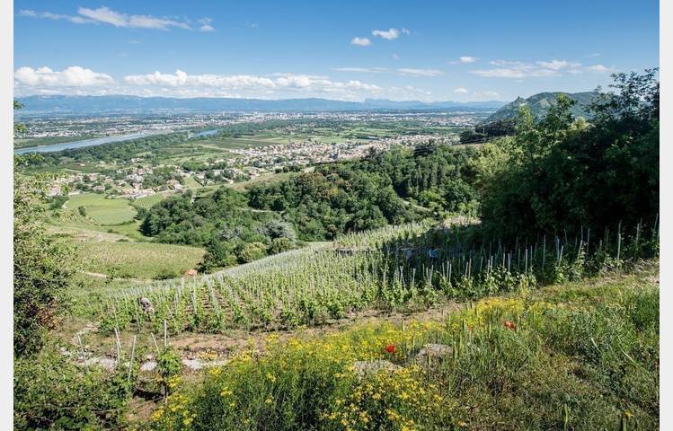 image de Le vignoble de Cornas