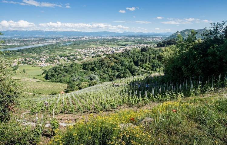 Photo of Le vignoble de Cornas
