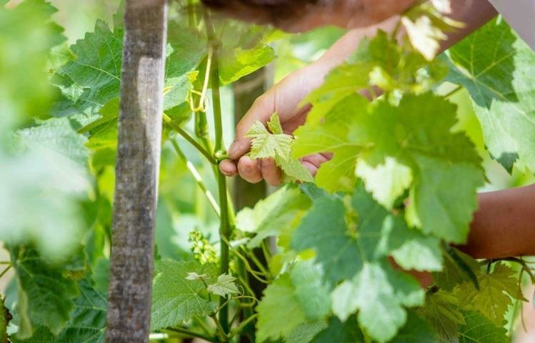 Photo of Domaine de Rosiers