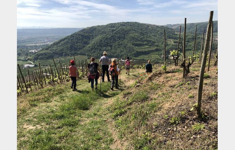 image de Balade gourmande dans les vignes
