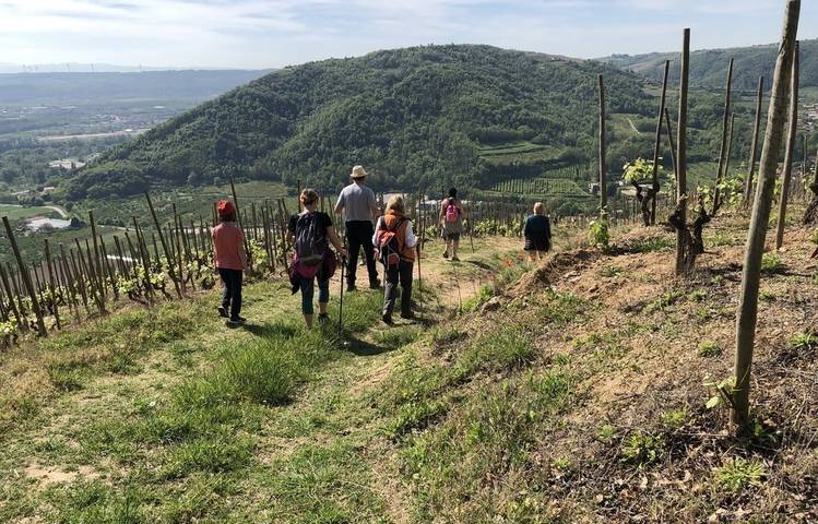 Photo of Gourmet walk through the vineyards