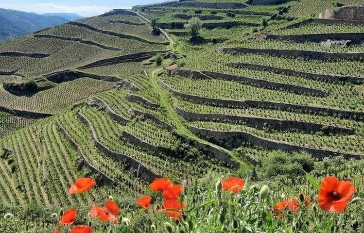 Photo of Gourmet walk through the vineyards